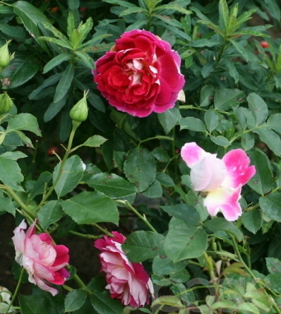 Голландские розы Ruffles PASSION