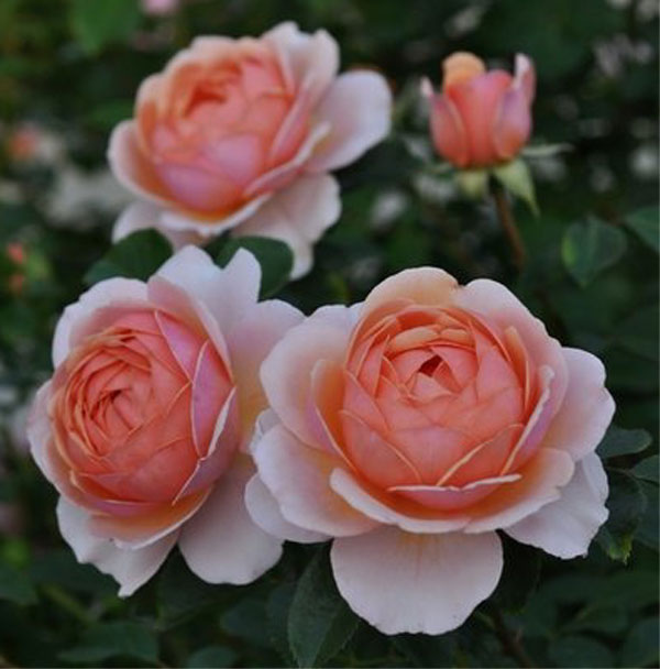 Elizabeth Stuart розы Guillot