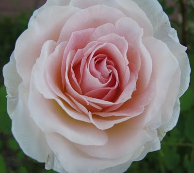 канадская роза Морден Блаш