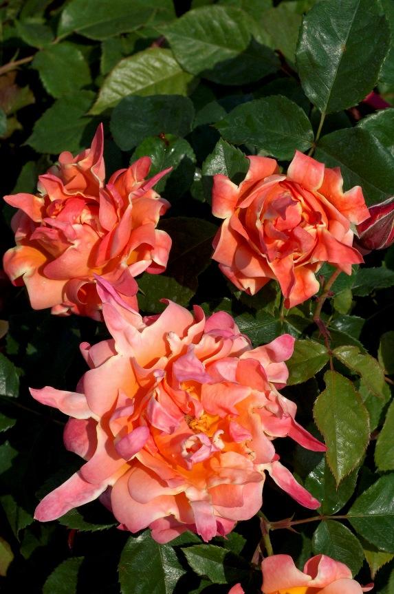 Голландские розы Ruffles DRIAM