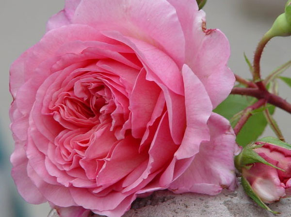 Французские розы Guillot, Sonia Rykiel