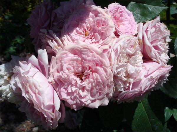 Французские розы Guillot