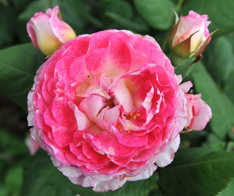 Madame de Stael Французские розы Guillot