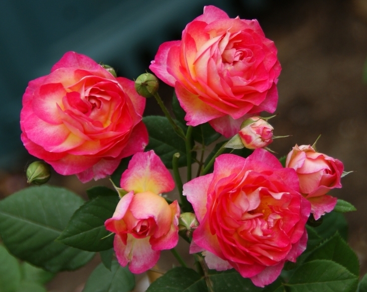Мадам де Стаель, розы Guillot