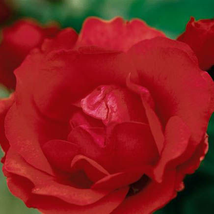 канадская роза Morden Fireglow