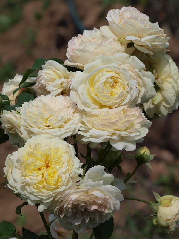 Нельсон Монфорт Французские розы Guillot.