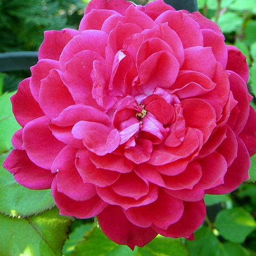канадская парковая роза Крадра