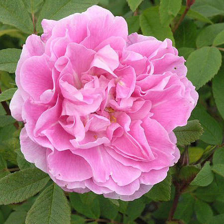 канадская роза Тереза Багнет