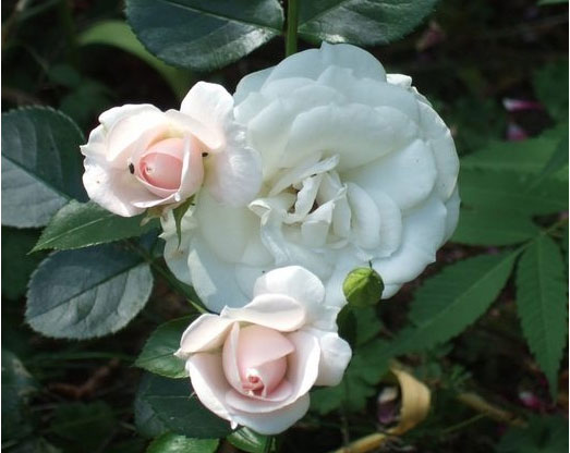 розы Tantau, Aspirin Rose