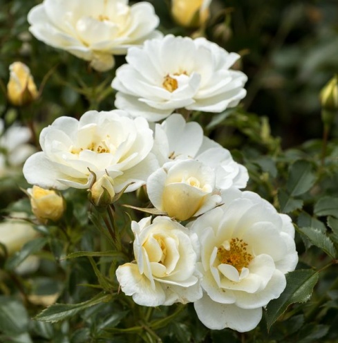 Bienenweide Ivory