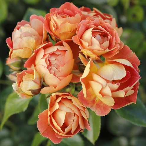 Bienenweide Mango