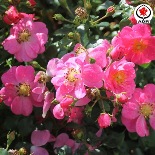 Bienenweide Rosa, Tantau