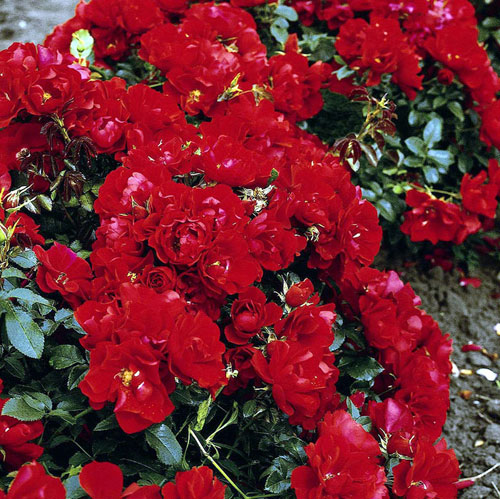 розы Tantau, Centro-rose