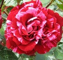 Deep Impression, 