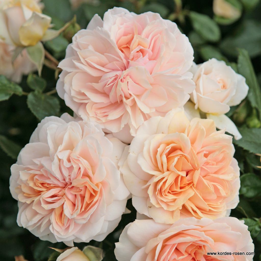 GardenofRoses