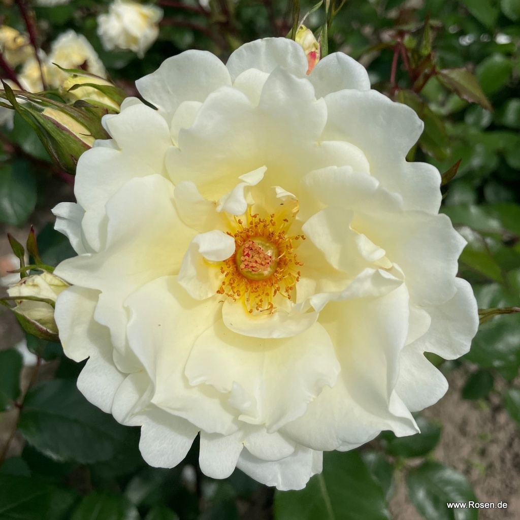 Mentor Rose