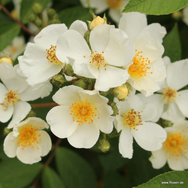 Natura Siluetta