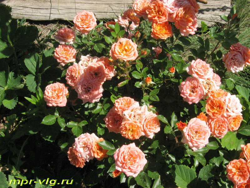 Нинетта Tantau