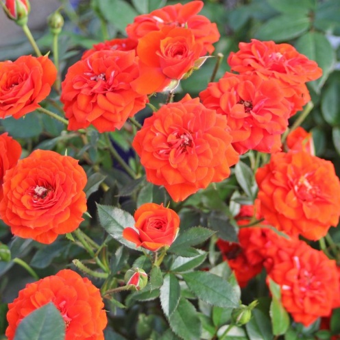 Orange Babyflor Tantau