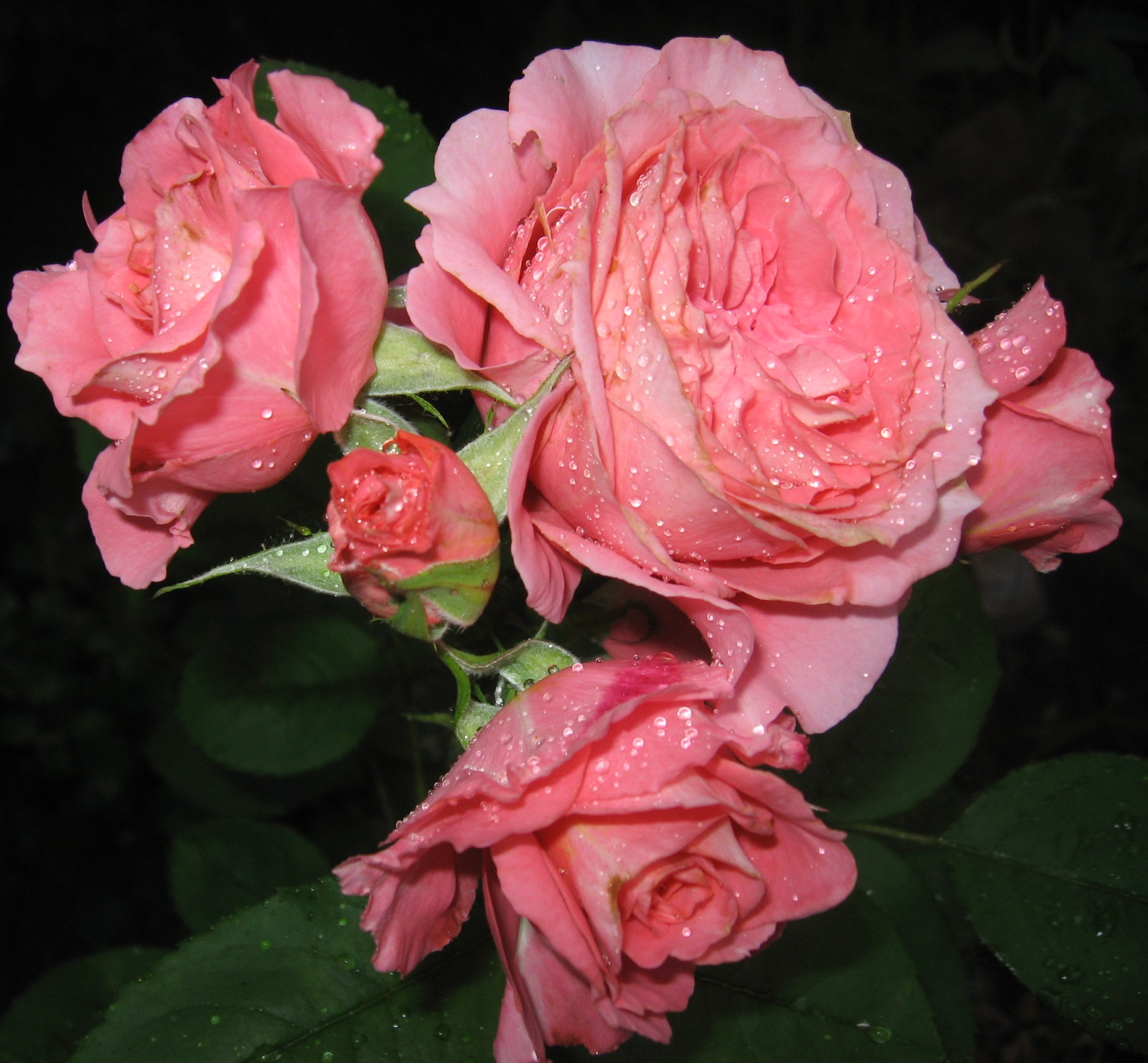 Panthere Rose