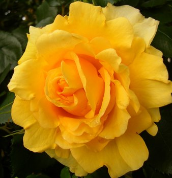 Rimosa
