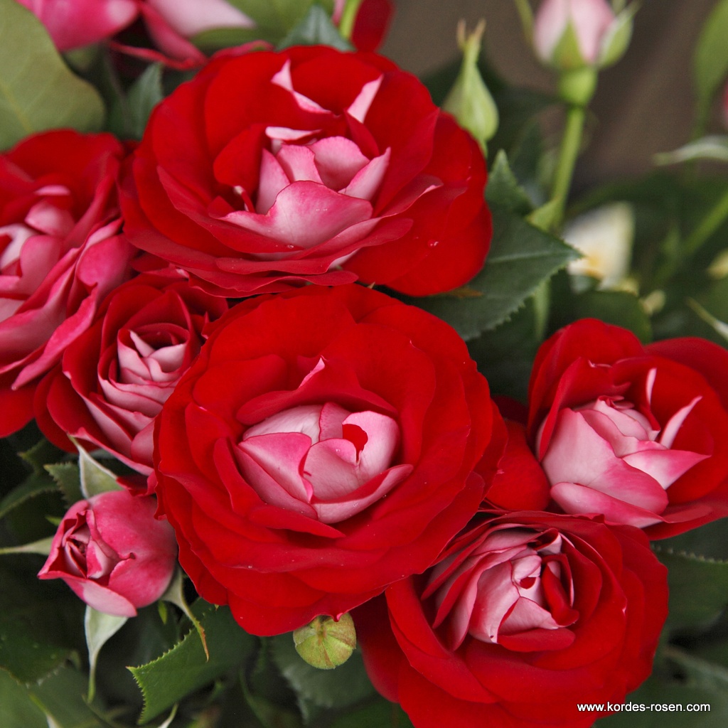 Rose Der Einheit