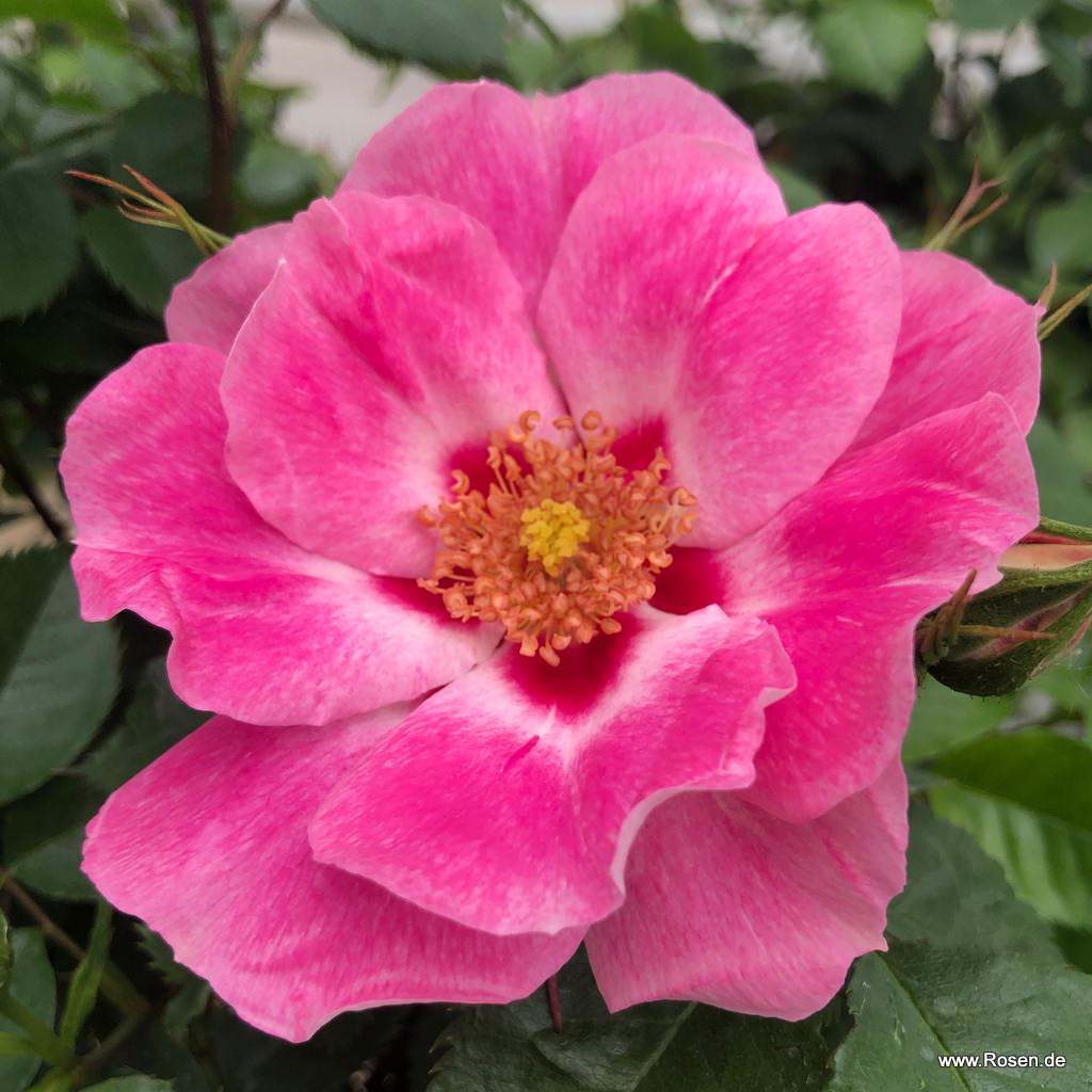SEE YOU in rose