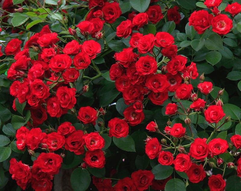 Scarlet-BONICA розы Mailand
