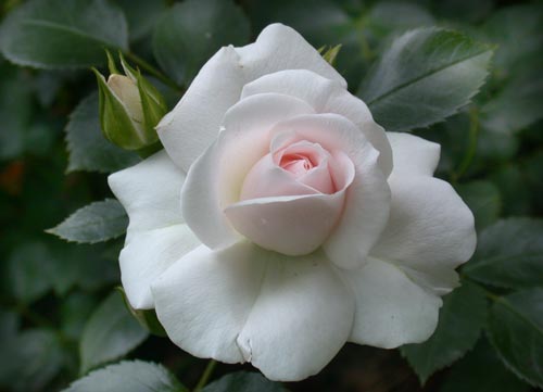 розы Tantau, Aspirin Rose