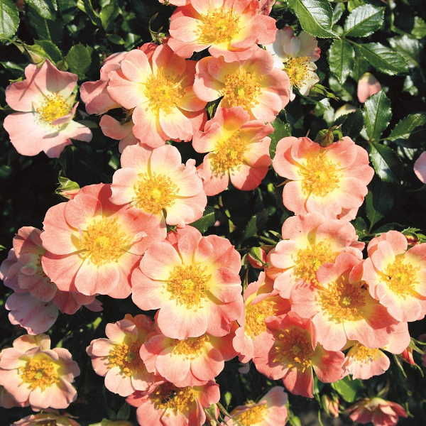Bienenweide Apricot