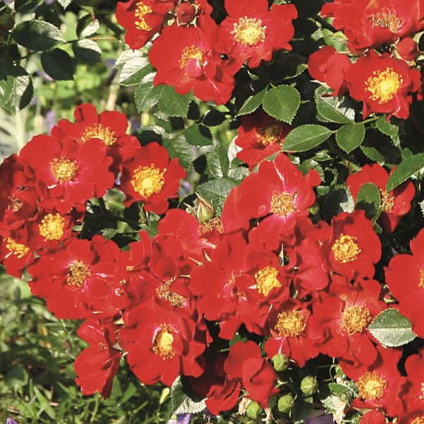 Bienenweide Rot