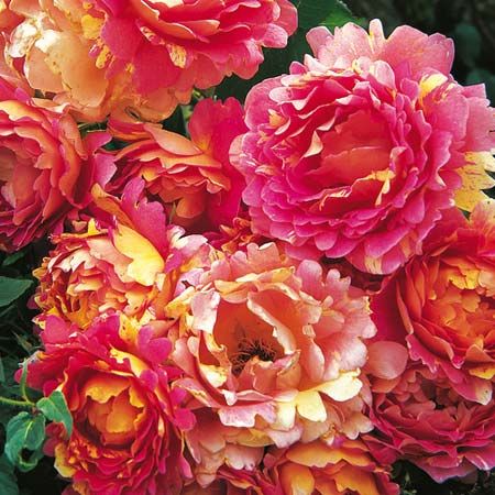 ROSA DES CISTERCIENS, DELBARD