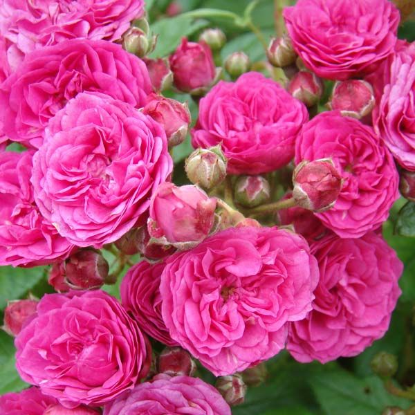 Мускусные розы селекции Ленса и других оригинаторов, заказать саженцы навесну 2024.