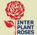 RUFFLES Interplant