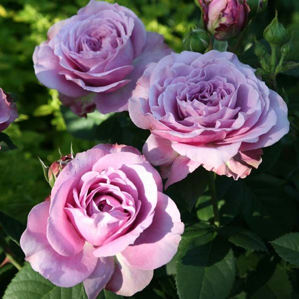 Lavander Aice Tantau