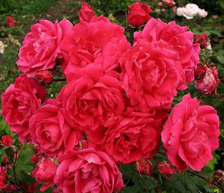 розы канадские парковые сорта фото