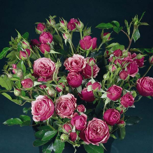 Pink Babyflor Tantau