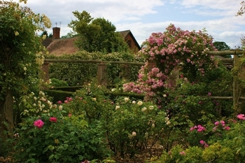 David Austin