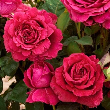 LA ROSE DES 4 VENTS, DELBARD